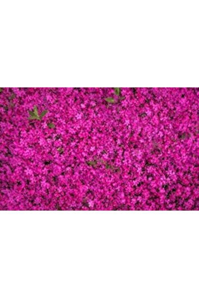 OEM Tablou decorativ, de perete, cu rama din lemn, 33cm x 24cm, imaginea 2136