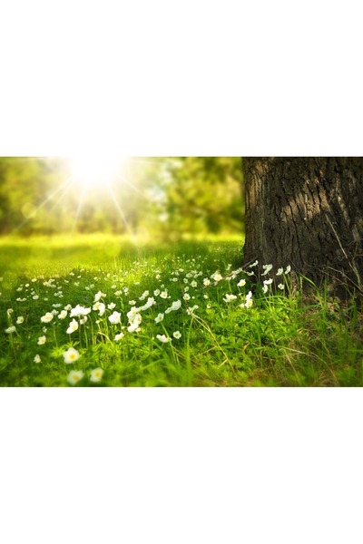 OEM Tablou decorativ, de perete, cu rama din lemn, 33cm x 24cm, imaginea 2000