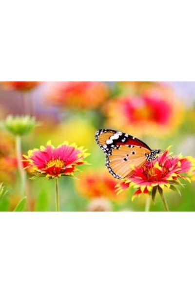 OEM Διακοσμητική επιτοίχια ζωγραφική με ξύλινο πλαίσιο, 33cm x 24cm, εικόνα 2161