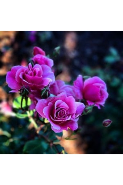 OEM Декоративна стенна картина с дървена рамка, 33см x 24см, изображение 2216