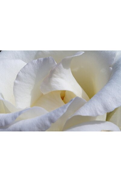 OEM Tablou decorativ, de perete, cu rama din lemn, 33cm x 24cm, imaginea 1985