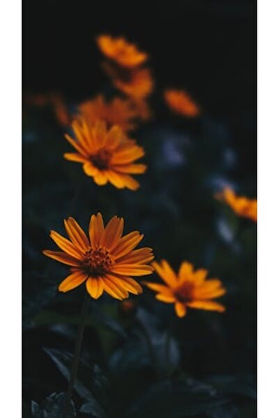 OEM Διακοσμητική επιτοίχια ζωγραφική με ξύλινο πλαίσιο, 33cm x 24cm, εικόνα 2248