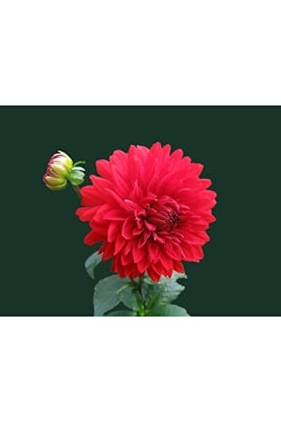 OEM Διακοσμητική επιτοίχια ζωγραφική με ξύλινο πλαίσιο, 33cm x 24cm, εικόνα 2149