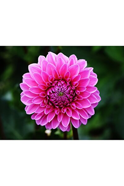 OEM Tablou decorativ, de perete, cu rama din lemn, 33cm x 24cm, cu flori3514