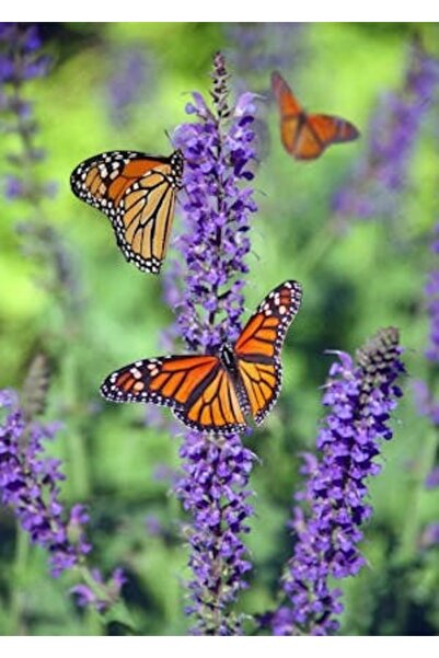 OEM Διακοσμητική επιτοίχια ζωγραφική με ξύλινο πλαίσιο, 33cm x 24cm, εικόνα 2166