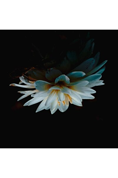 OEM Διακοσμητική επιτοίχια ζωγραφική με ξύλινο πλαίσιο, 33cm x 24cm, εικόνα 2363