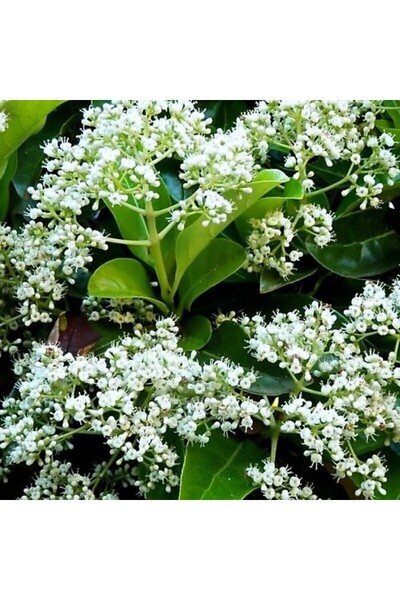 YILDIZ BOTANİK Parlak Yapraklı Kartopu Çiçeği Çit Bitkisi Viburnum Licudum Fidanı 30-40 CM