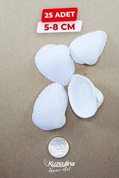 Kuzeylina Nikah Şekerine Özel Doğal Deniz Kabuğu 25 ADET 5-8 Cm