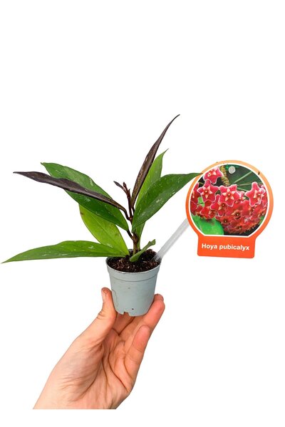 Byaysima Mum Çiçeği Hoya Pubicalyx Kırmızı Çiçekli Sarmaşık Yoğun Kokulu Canl...