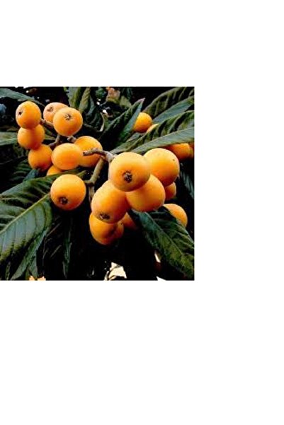 Anadolu yeni dünya malta eriği fidanı