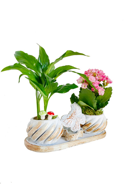 çiçekseli Barış Çiçeği Mini Spathiphyllum Ve Kalanchoe Kelebek Set & Ic Mekan...