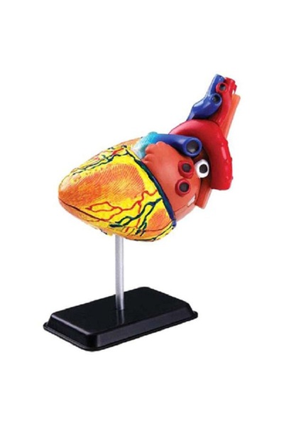 Edutoys مجموعة أنشطة تعلم العلوم لنموذج تشريح القلب