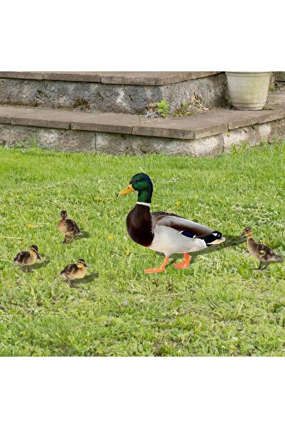 Flippy Set of 2 Garden Decorations Flippy, Duck Model, Plate Type, 3 mm Thickness, Double-Sided, Multicolor