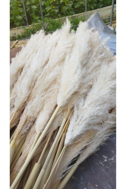 pampas grass İthal grass pampas 5li beyaz krem