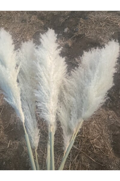 pampas grass İthal grass pampas 5li beyaz krem