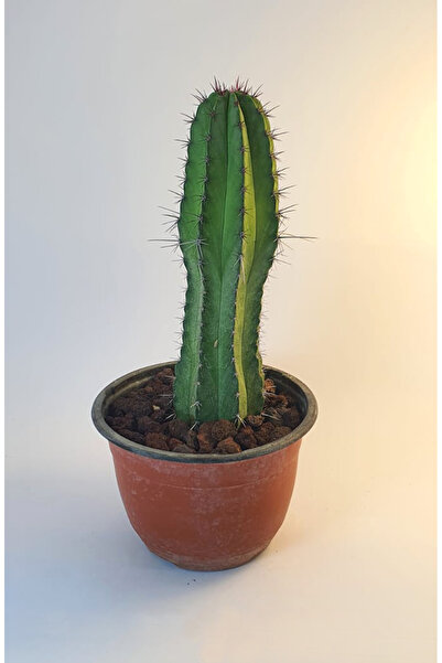 Le Bitki Atölyesi Polaskia Chichipe Nadir Sütun 23cm Kaktüs - Saksı Çap:11cm|...