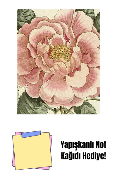 Bloomsbury John Derian Picture Book Ii + Sticky Notes