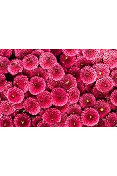 OEM Διακοσμητική επιτοίχια ζωγραφική με ξύλινο πλαίσιο, 33cm x 24cm, εικόνα 2183