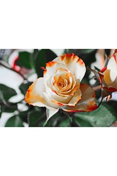 OEM Tablou decorativ, de perete, cu rama din lemn, 33cm x 24cm, imaginea 2326