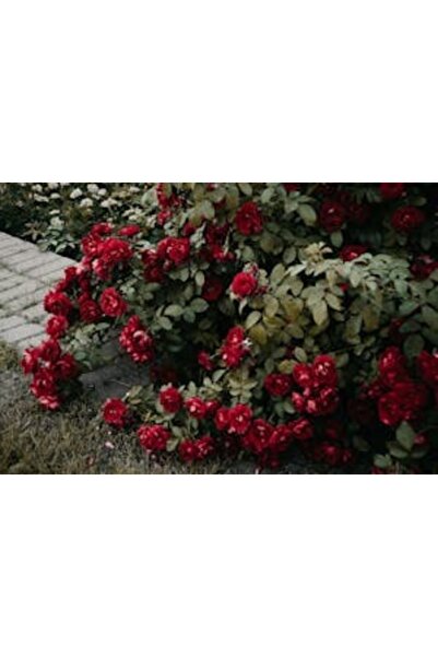 OEM Διακοσμητική επιτοίχια ζωγραφική με ξύλινο πλαίσιο, 33cm x 24cm, εικόνα 2349