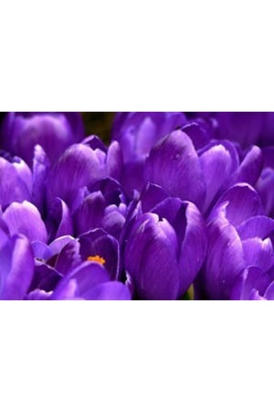 OEM Tablou decorativ, de perete, cu rama din lemn, 33cm x 24cm, imaginea 2244