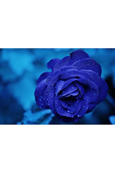 OEM Tablou decorativ, de perete, cu rama din lemn, 33cm x 24cm, cu flori2246