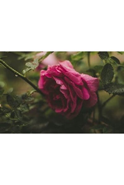 OEM Διακοσμητική επιτοίχια ζωγραφική με ξύλινο πλαίσιο, 33cm x 24cm, εικόνα 2377