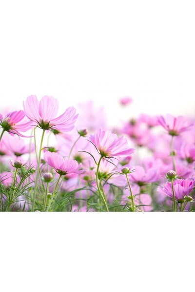 OEM Tablou decorativ, de perete, cu rama din lemn, 33cm x 24cm, imaginea 2265