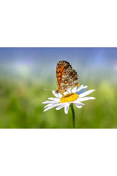 OEM Tablou decorativ, de perete, cu rama din lemn, 33cm x 24cm, imaginea 1987