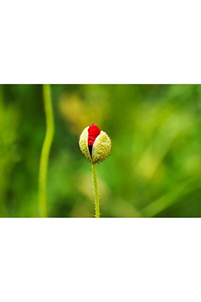 OEM Tablou decorativ, de perete, cu rama din lemn, 33cm x 24cm, imaginea 2545