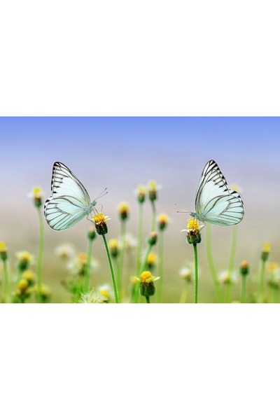 OEM Tablou decorativ, de perete, cu rama din lemn, 33cm x 24cm, imaginea 2011