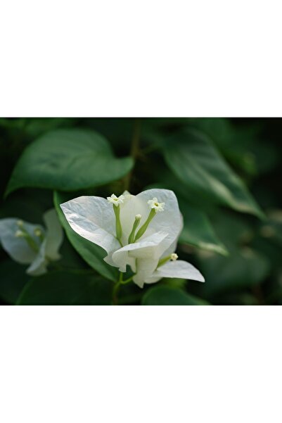 OEM Tablou decorativ, de perete, cu rama din lemn, 33cm x 24cm, imaginea 1982