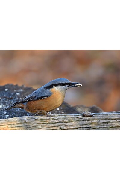 OEM SONGMICS Dulap de depozitare pantofi modular, configurabil cu 10 comparti...