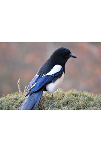 OEM Tablou decorativ, de perete, cu rama din lemn, 33cm x 24cm, imaginea 1541