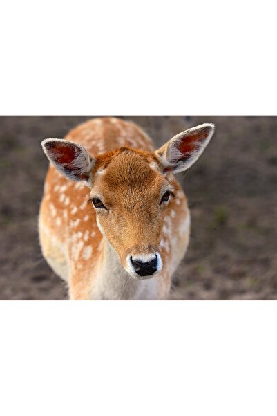 OEM Tablou decorativ, de perete, cu rama din lemn, 33cm x 24cm, cu animal282