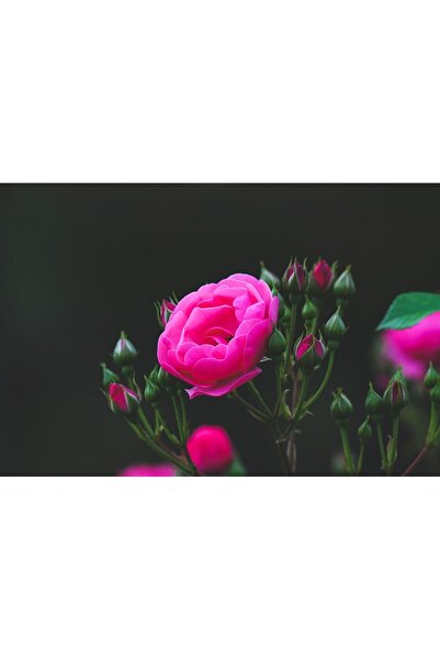 OEM Tablou decorativ, de perete, cu rama din lemn, 33cm x 24cm, imaginea 1984