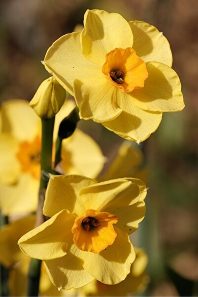 OEM Διακοσμητική επιτοίχια ζωγραφική με ξύλινο πλαίσιο, 33cm x 24cm, εικόνα 1640