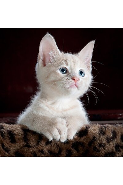 OEM Tablou decorativ, de perete, cu rama din lemn, 33cm x 24cm, cu flori2252