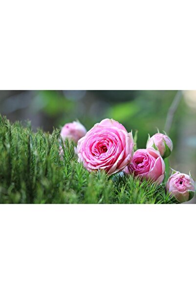 OEM Декоративна стенна картина с дървена рамка, 33см x 24см, с цветя3480