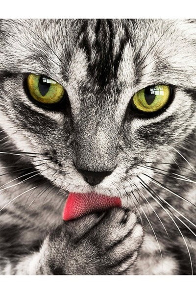 OEM Decorative wall painting with wooden frame, 33cm x 24cm, with flowers2317