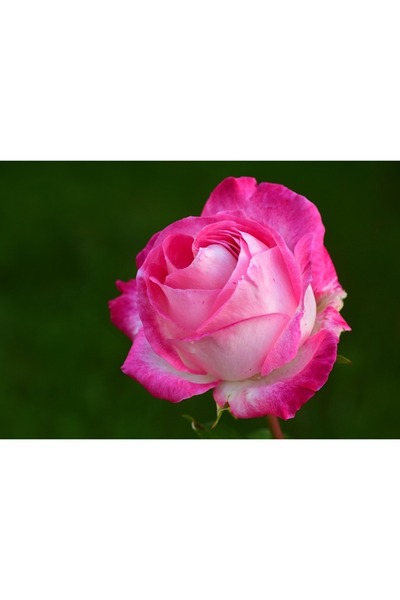 OEM Tablou decorativ, de perete, cu rama din lemn, 33cm x 24cm, cu flori3511