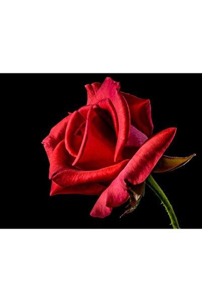 OEM Tablou decorativ, de perete, cu rama din lemn, 33cm x 24cm, imaginea 1998