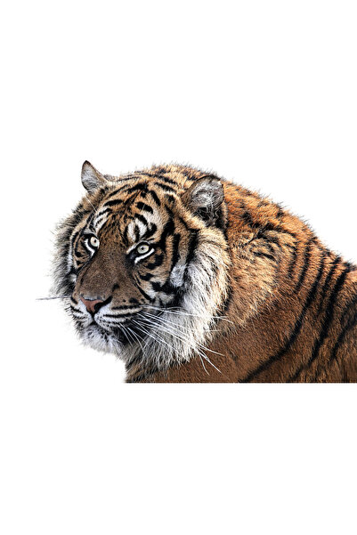 OEM Tablou decorativ, de perete, cu rama din lemn, 33cm x 24cm, cu animal269