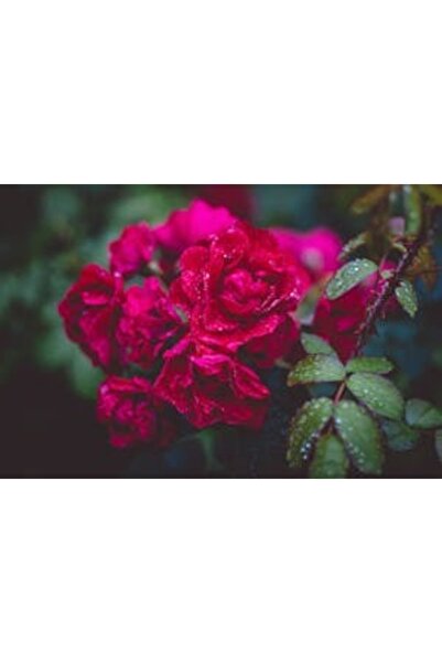 OEM Διακοσμητική επιτοίχια ζωγραφική με ξύλινο πλαίσιο, 33cm x 24cm, εικόνα 2163