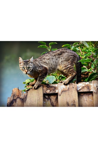 OEM Tablou decorativ, de perete, cu rama din lemn, 33cm x 24cm, cu animal254