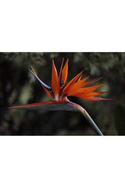 OEM SONGMICS Cos rufe cu capac, ratan sintetic si sac detasabil, 90 L, 46x33x...