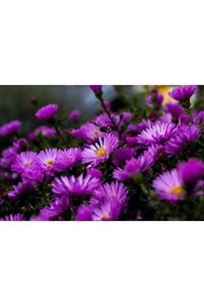 OEM Tablou decorativ, de perete, cu rama din lemn, 33cm x 24cm, imaginea 2259