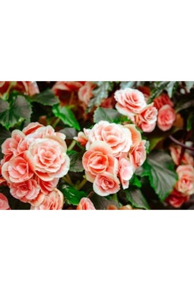 OEM Διακοσμητική επιτοίχια ζωγραφική με ξύλινο πλαίσιο, 33cm x 24cm, εικόνα 2207