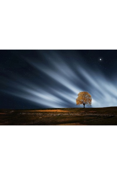 OEM Tablou decorativ, de perete, cu rama din lemn, 33cm x 24cm, cu flori2389