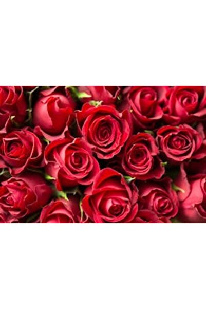 OEM Tablou decorativ, de perete, cu rama din lemn, 33cm x 24cm, imaginea 2134